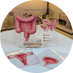 07 orgaos pelvico feminino quadro de marcacao macromodelo