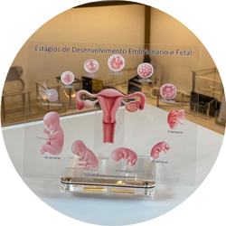 01 estagios desenvolvimento embrionario e fetal guia ginecologico