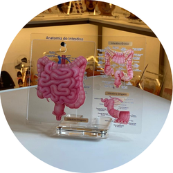 07 anatomia do intestino quadro de marcacao macromodelo